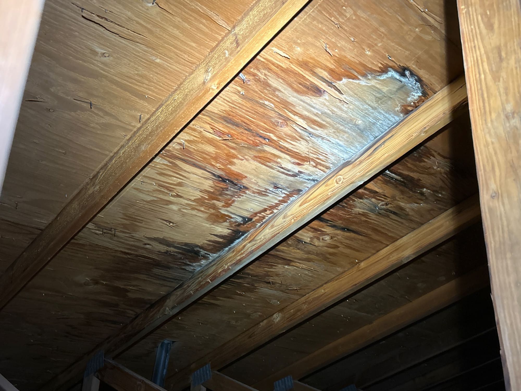 reno home inspectors finding mold